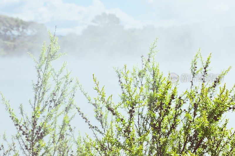 麦柄花(Leptospermum scoparium)叶和种胶囊